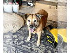 Chow Chow Mix DOG FOR ADOPTION RGADN-1342860 - Tasha - Chow Chow / Mixed (medium