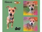 Miniature Pinscher Mix DOG FOR ADOPTION RGADN-1342871 - Simon - Terrier /