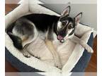 German Shepherd Dog DOG FOR ADOPTION RGADN-1342872 - CALI - German Shepherd Dog