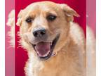 Border Terrier Mix DOG FOR ADOPTION RGADN-1342896 - GLEASON - Border Terrier /