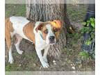 Plott Hound Mix DOG FOR ADOPTION RGADN-1342912 - STELLA - Plott Hound / Mixed