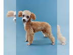 Poodle (Toy) DOG FOR ADOPTION RGADN-1342939 - Ringo - Poodle (Toy) (medium coat)