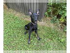 German Shepherd Dog DOG FOR ADOPTION RGADN-1342940 - Goose - German Shepherd Dog