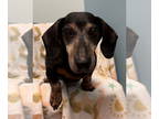Dachshund DOG FOR ADOPTION RGADN-1342946 - Century - Dachshund (short coat) Dog