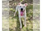American Pit Bull Terrier DOG FOR ADOPTION RGADN-1342959 - DUCKIE - American Pit
