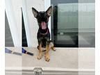 German Shepherd Dog DOG FOR ADOPTION RGADN-1342960 - Margarita 3067 - German