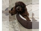 Poodle (Miniature) Mix DOG FOR ADOPTION RGADN-1342979 - Reef - Poodle