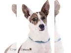 Jack Russell Terrier-Whippet Mix DOG FOR ADOPTION RGADN-1342980 - Gebel - Jack