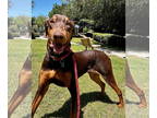 Doberman Pinscher DOG FOR ADOPTION RGADN-1342982 - Sterling - Doberman Pinscher