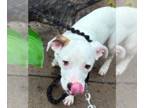 Mountain Cur Mix DOG FOR ADOPTION RGADN-1342992 - Chaplin - Mountain Cur / Mixed