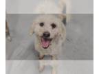 Poodle (Miniature) DOG FOR ADOPTION RGADN-1343005 - Keaton #5961 - Poodle