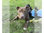 American Pit Bull Terrier-Whippet Mix DOG FOR ADOPTION RGADN-1343009 - Ophelia -