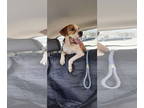 American Pit Bull Terrier-Beagle Mix DOG FOR ADOPTION RGADN-1343010 - Hal: Not