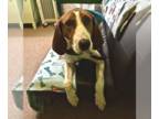 Treeing Walker Coonhound DOG FOR ADOPTION RGADN-1343020 - Ollie - Treeing Walker