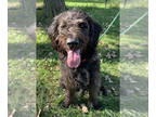Labradoodle DOG FOR ADOPTION RGADN-1343021 - Cash - Labrador Retriever / Poodle