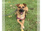 Labrador Retriever Mix DOG FOR ADOPTION RGADN-1343023 - Scarlett - Labrador