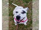 American Staffordshire Terrier-Dalmatian Mix DOG FOR ADOPTION RGADN-1343027 -