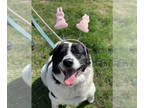 Border Collie Mix DOG FOR ADOPTION RGADN-1343032 - Corinna - Border Collie /