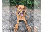 Vizsla Mix DOG FOR ADOPTION RGADN-1343039 - Logan - Vizsla / Mixed Dog For