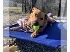 Catahoula Leopard Dog Mix DOG FOR ADOPTION RGADN-1343053 - Candy - Catahoula