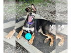 Huskies Mix DOG FOR ADOPTION RGADN-1343060 - Danish - Husky / Mixed Dog For
