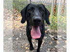 Great Dane Mix DOG FOR ADOPTION RGADN-1343061 - Panther - Great Dane / Mixed Dog