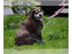 German Shorthaired Pointer DOG FOR ADOPTION RGADN-1343062 - Remi - German