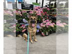 German Shepherd Dog DOG FOR ADOPTION RGADN-1343064 - Stewie - German Shepherd