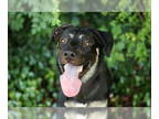 German Shepherd Dog Mix DOG FOR ADOPTION RGADN-1343076 - Willie Jack - German