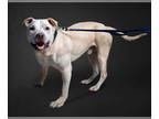 Bullboxer Pit DOG FOR ADOPTION RGADN-1343078 - Bandy - American Pit Bull Terrier