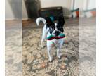 Border Collie Mix DOG FOR ADOPTION RGADN-1343079 - Jolene - Border Collie /