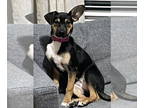 Beagle Mix DOG FOR ADOPTION RGADN-1343084 - Piper - Beagle / Mixed Dog For