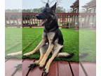 German Shepherd Dog DOG FOR ADOPTION RGADN-1343085 - Agatha - German Shepherd