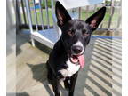 Australian Shepherd Mix DOG FOR ADOPTION RGADN-1343089 - Hagen - Australian