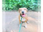 Coonhound-Rhodesian Ridgeback Mix DOG FOR ADOPTION RGADN-1343090 - Liza -