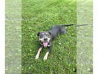 American Staffordshire Terrier Mix DOG FOR ADOPTION RGADN-1343092 - Lucy the