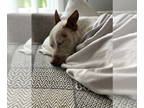 American Pit Bull Terrier Mix DOG FOR ADOPTION RGADN-1343096 - Phoebe - Pit Bull