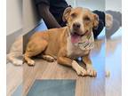 American Pit Bull Terrier Mix DOG FOR ADOPTION RGADN-1343108 - DANI - Pit Bull