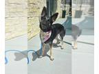 German Shepherd Dog DOG FOR ADOPTION RGADN-1343109 - MISSY - German Shepherd Dog