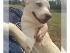 American Pit Bull Terrier-Huskies Mix DOG FOR ADOPTION RGADN-1343111 - Halo -