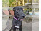 Great Dane DOG FOR ADOPTION RGADN-1343124 - Reba - Great Dane Dog For Adoption