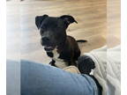 American Pit Bull Terrier Mix DOG FOR ADOPTION RGADN-1343125 - Rocky - American