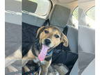 Beagle Mix DOG FOR ADOPTION RGADN-1343153 - Moo - Beagle / Hound / Mixed (short