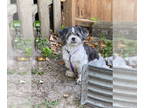 Shih Tzu DOG FOR ADOPTION RGADN-1343164 - Zara - Shih Tzu Dog For Adoption