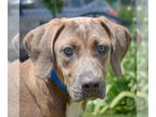 Boxer-German Shepherd Dog Mix DOG FOR ADOPTION RGADN-1343171 - Stormy - Boxer /