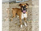 Boxer DOG FOR ADOPTION RGADN-1343175 - Birmingham - Boxer Dog For Adoption