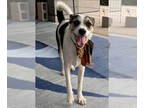 Jack Russell Terrier Mix DOG FOR ADOPTION RGADN-1343188 - Danilo - Terrier /