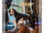 Pointer Mix DOG FOR ADOPTION RGADN-1343195 - Star - Pointer / Mixed (short coat)