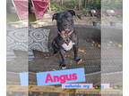 Mastiff DOG FOR ADOPTION RGADN-1343199 - Angus - Mastiff (short coat) Dog For