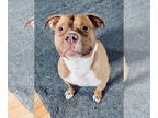 American Staffordshire Terrier DOG FOR ADOPTION RGADN-1343210 - Jasper - *WUGGIE
